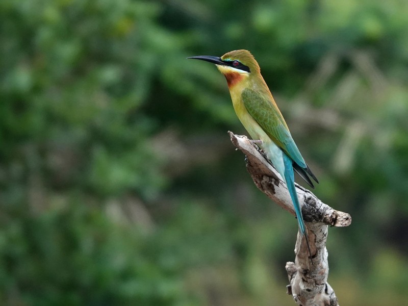Sri Lanka - Wilpattu Nationalpark