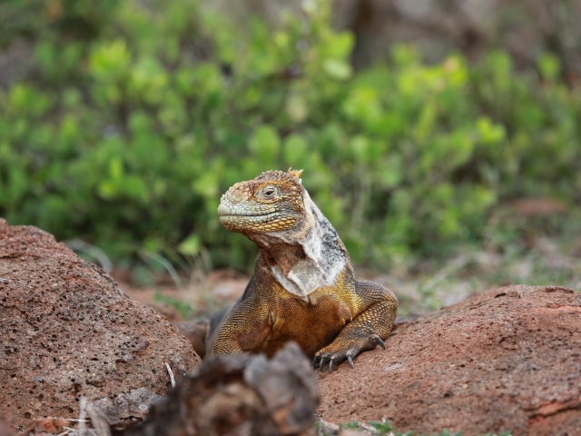 Gelber Landleguan auf Seymour