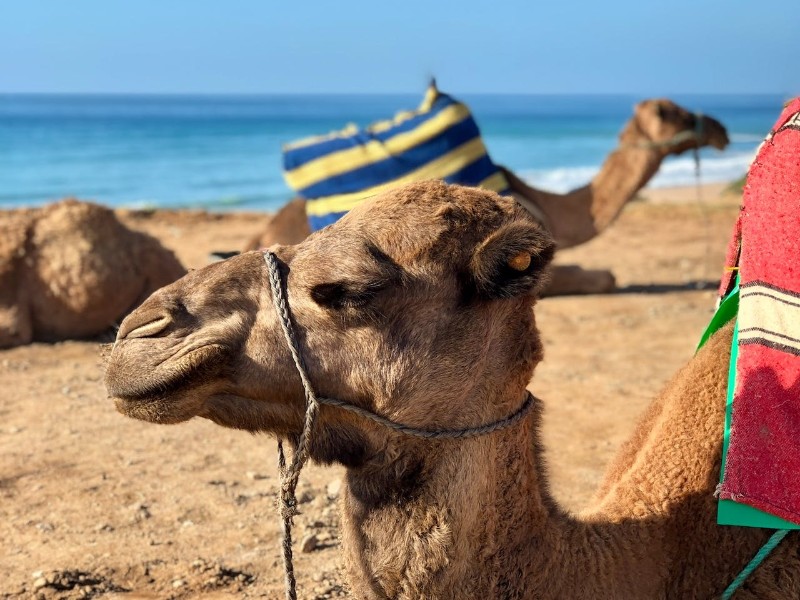 camels in morocco- day 6 