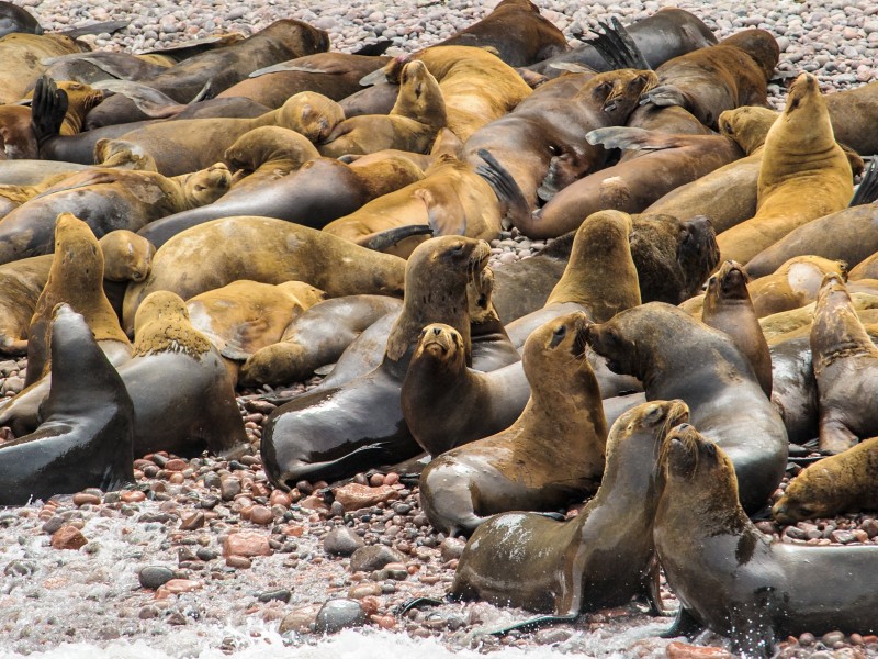 Peru - Ballestas islands