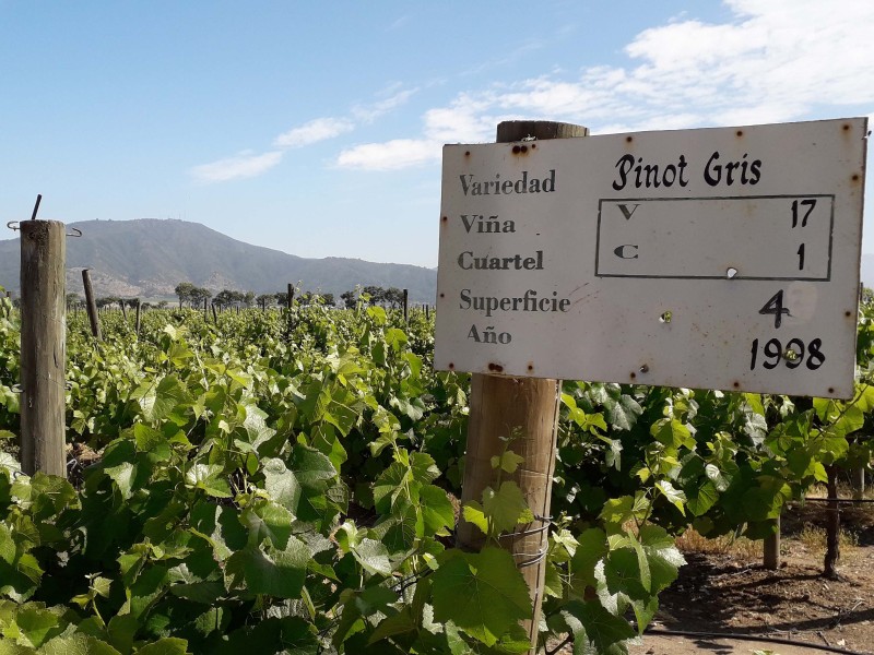 Vina Re - Weintrauben