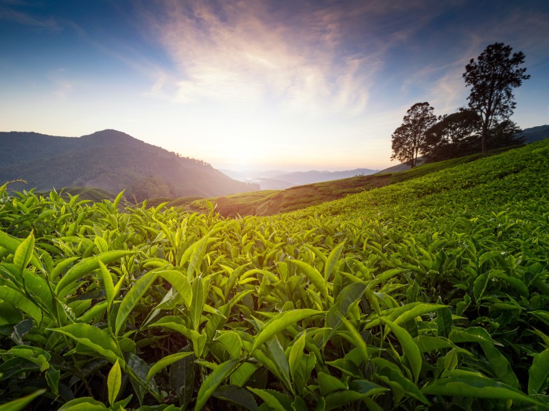 Malaysia - Teeplantage Sungei Palasa Boh