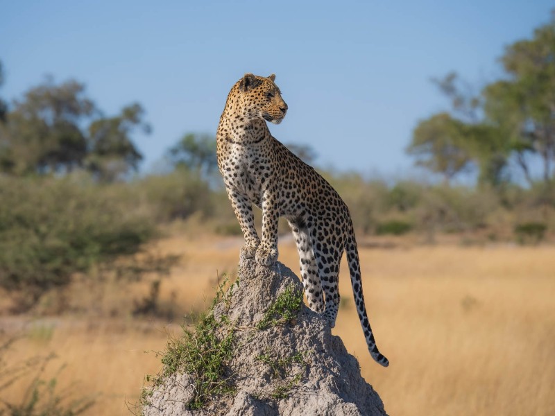 Leopard