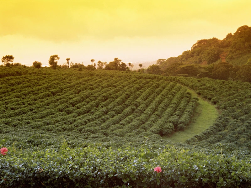 Alajuela - Kaffeefelder