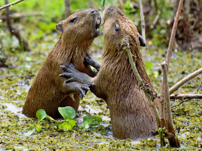 Kämpfende Wasserschweine