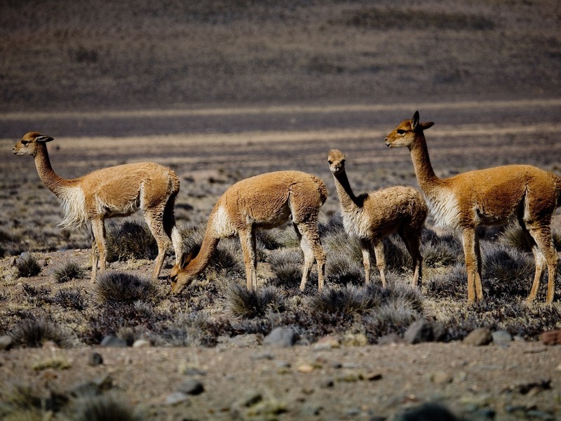 Bolivien - Vicunjas