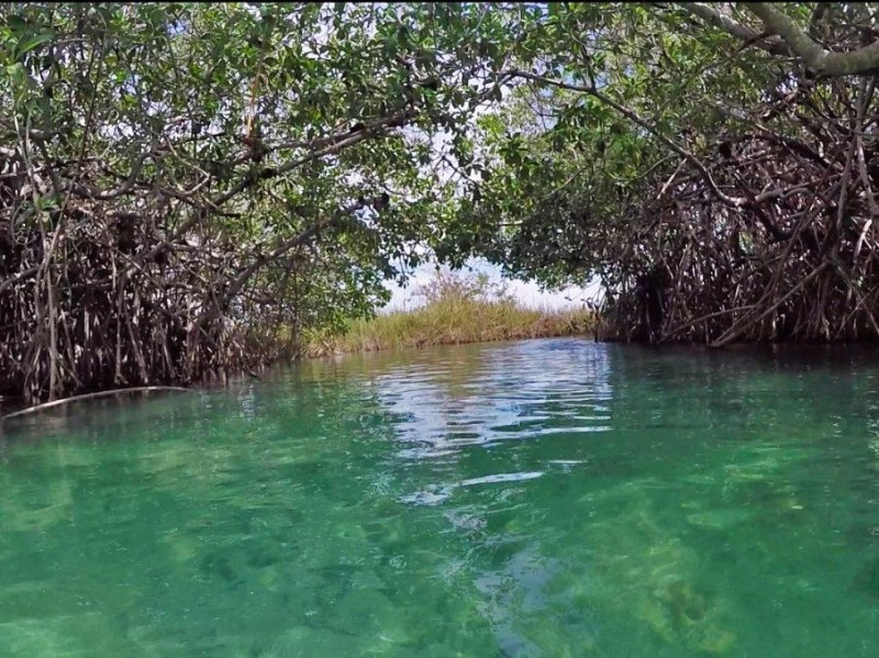 Muyil - Mangroventunnel