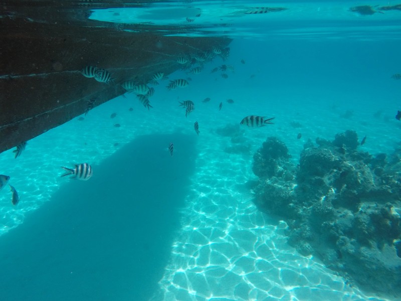 Vibrant Marine Life, Coral Beauty