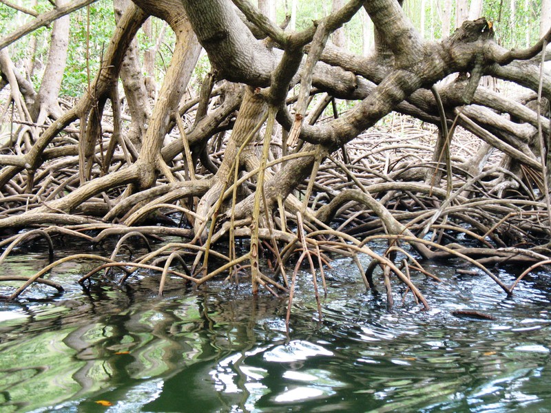 Los Haitises Nationalpark - Mangroven