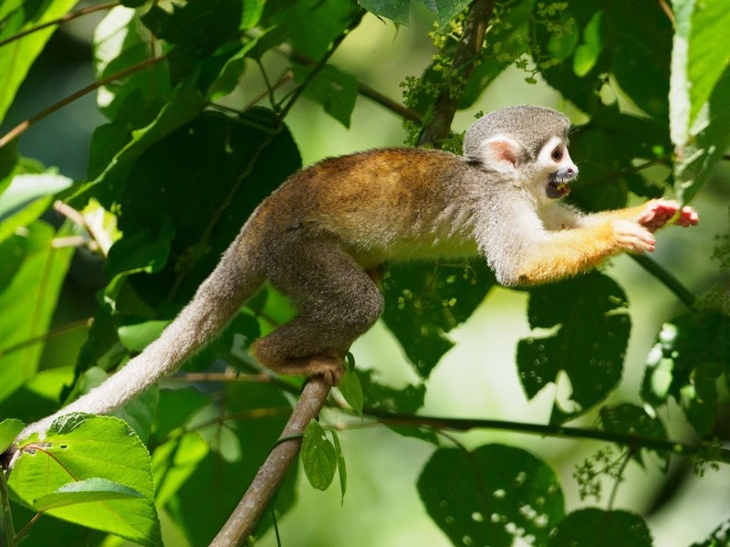 Äffchen im amaZOOnico-Tierrettunszentrum