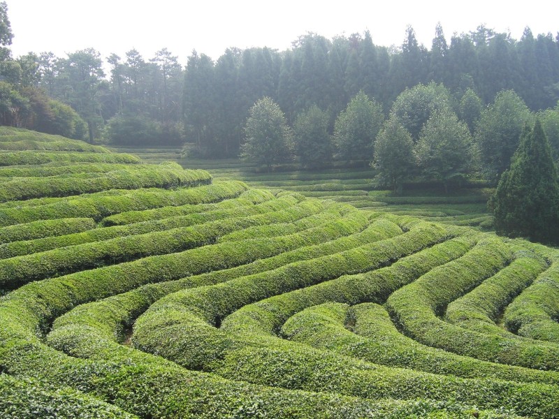 Green Tea Plantation