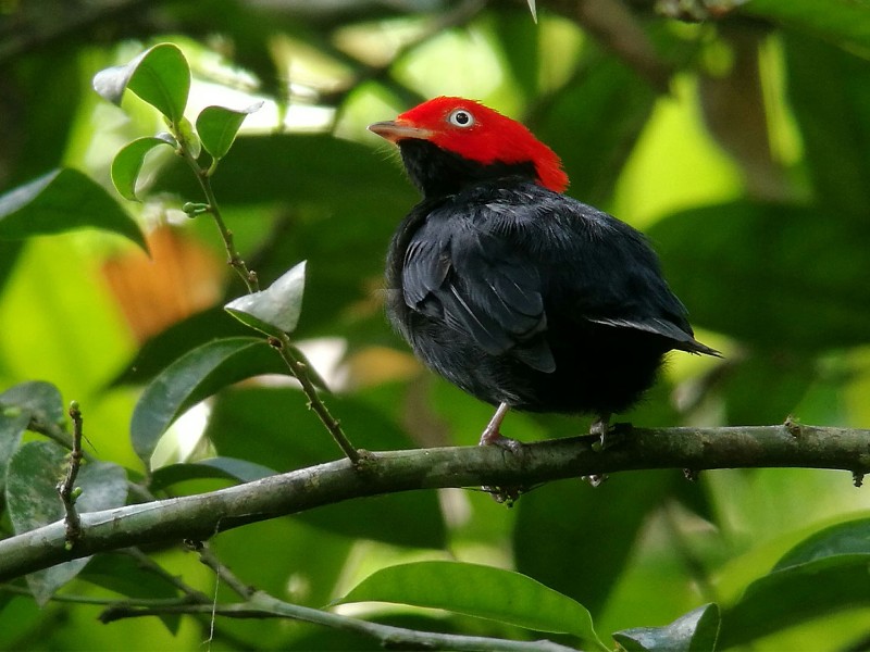 Posada Amazonas - Urwaldvogel