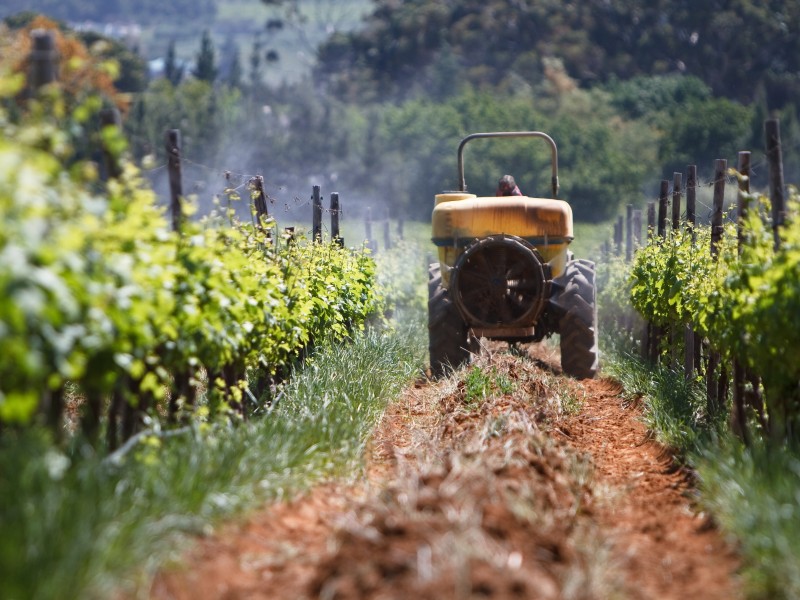South Africa - Vineyards