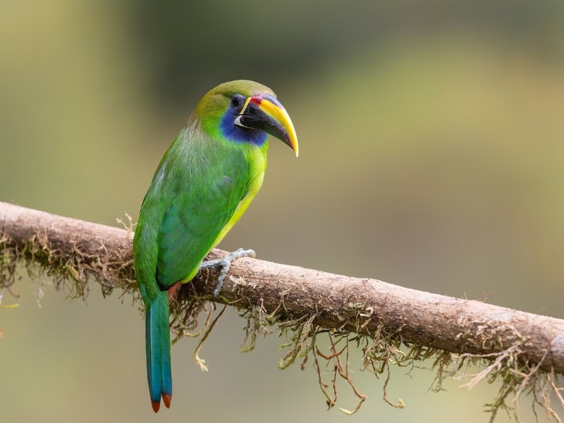 Costa Rica - San Gerardo de Dota