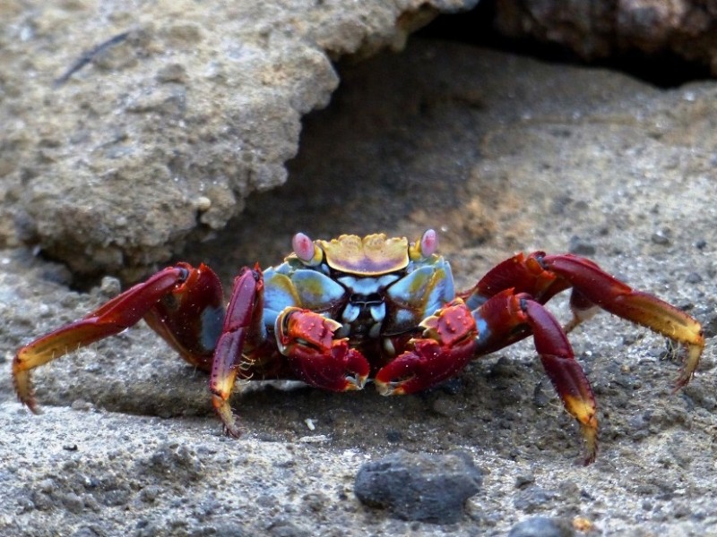 Galapagos-Krabbe