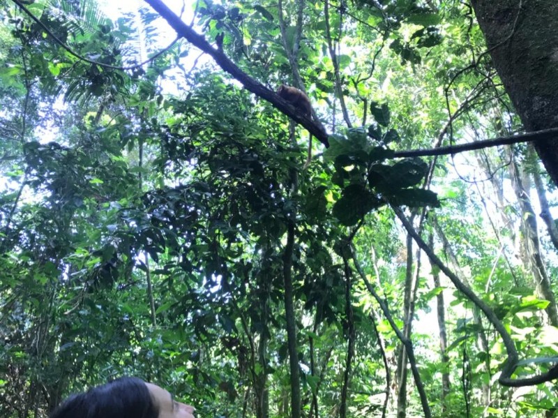 Goldenes Löwenäffchen