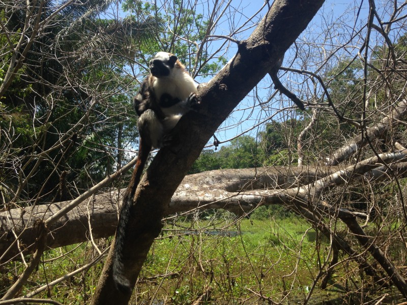 Gatúnsee - Wildlife