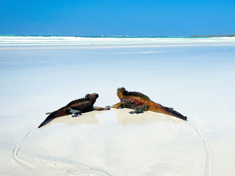Inselhüpfen Galapagos Pur