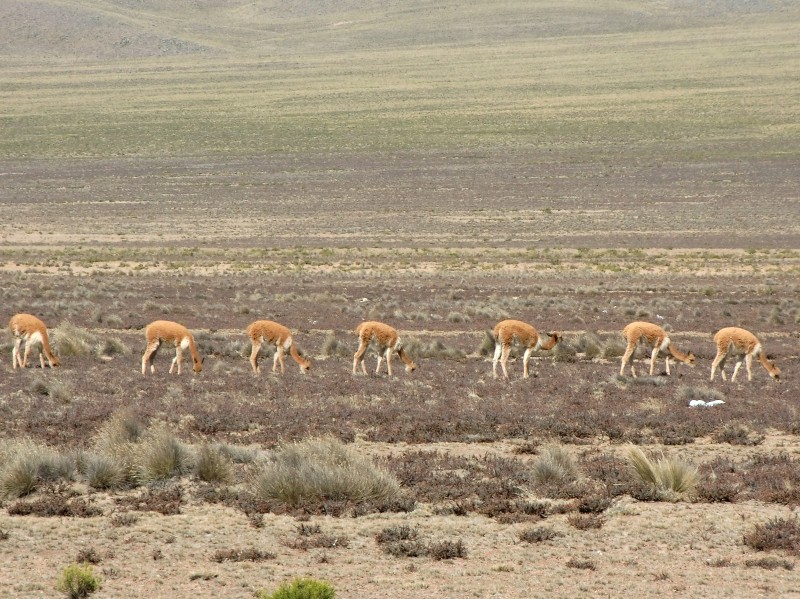 Auf der Strasse nach Colca, Aguada Blanc