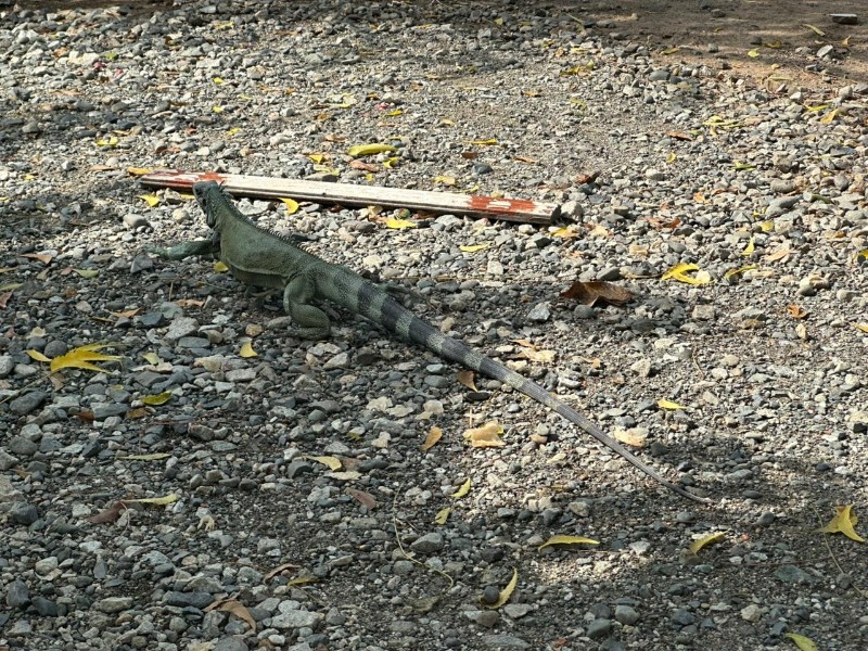 Iguana