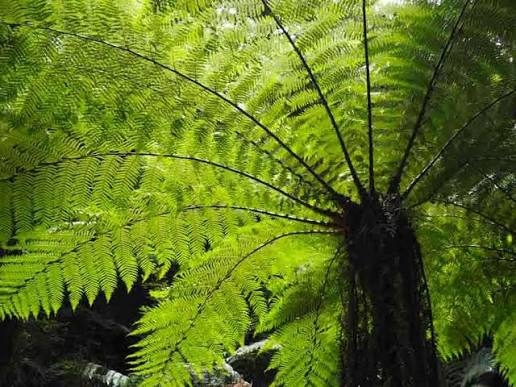 Riesenfarnwald Bosque Helechos Gigantes