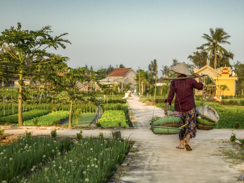 Vietnamese Farmer
