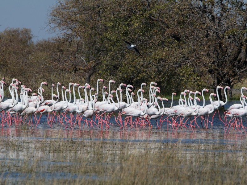 Botswana - Nata