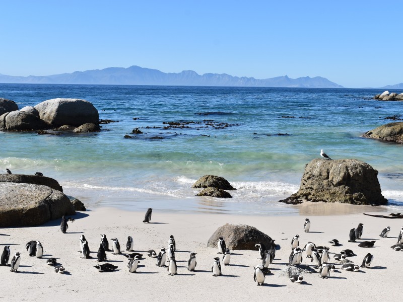 South Africa - Boulders beach
