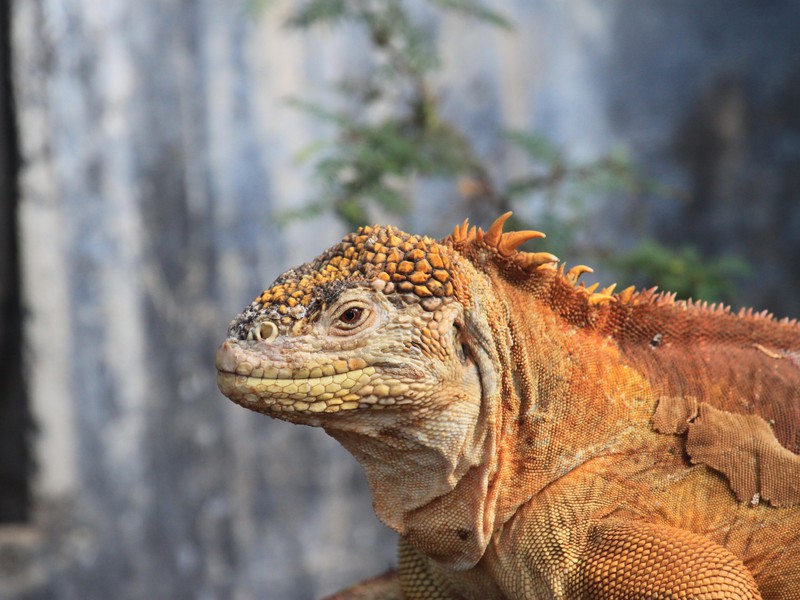 Iguana auf Galapagos