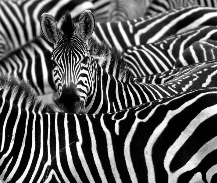Zebra