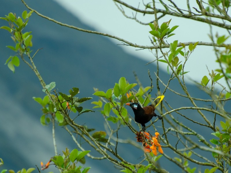 Oropendola - Arenal
