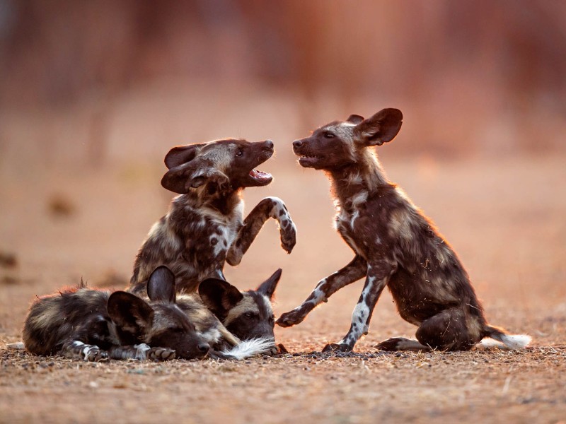 Afrikanischer Wildhund