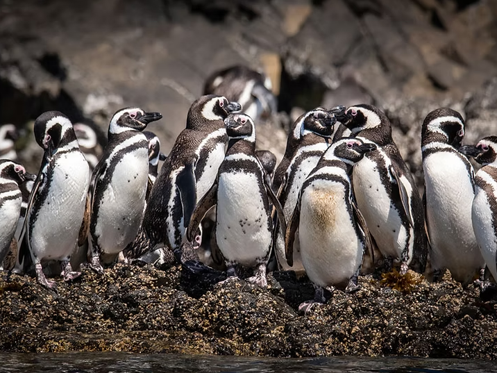 Pinguinkolonie von Puñihuil