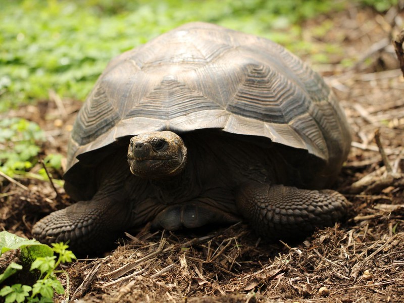 Riesenschildkröten auf Santa Cruz