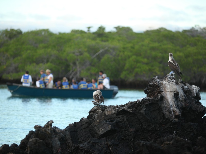 Black Turtle Cove auf Santa Cruz