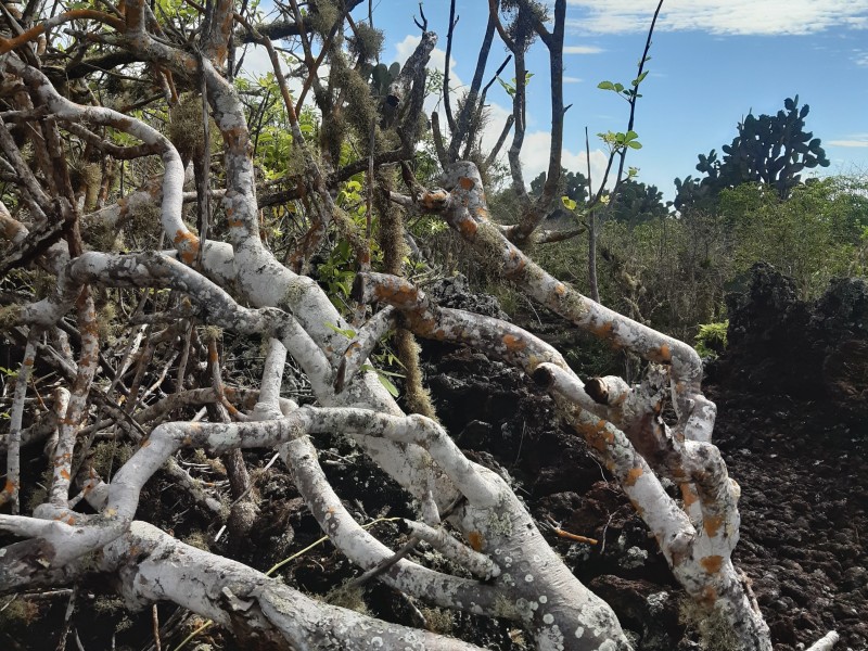 El Condenso, Isabela