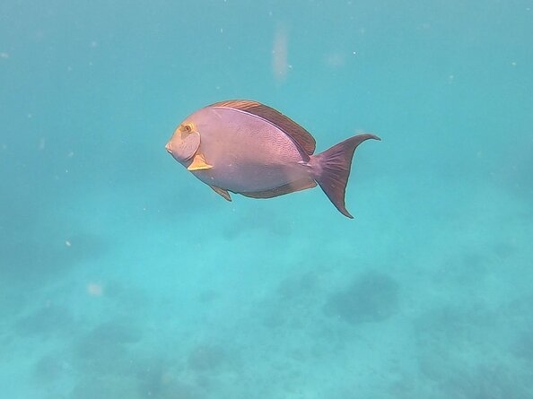 Snorkeling Tour in Caño Island 