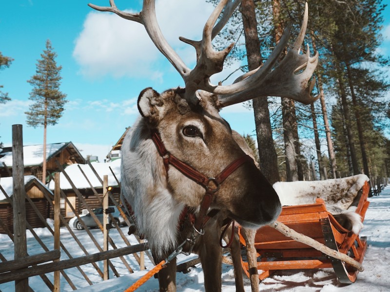 Reindeer in Rovaniemi