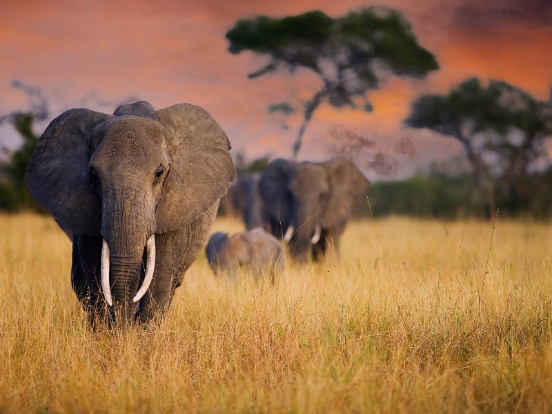Elephant