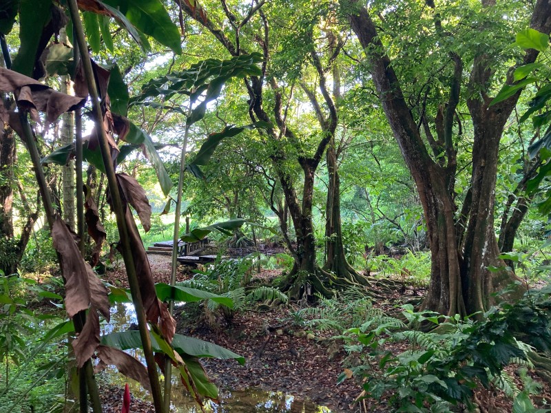 El Valle Lodge - Jungle