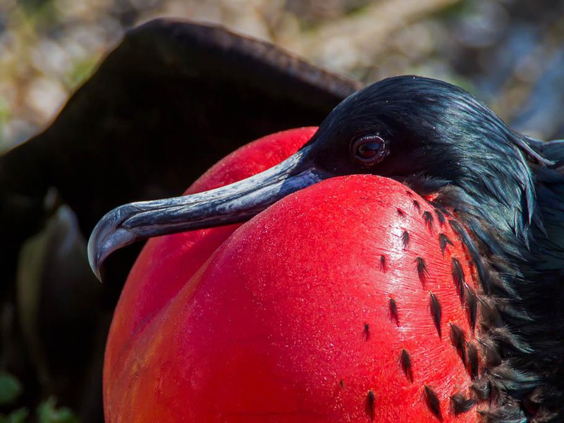 Frigatebird