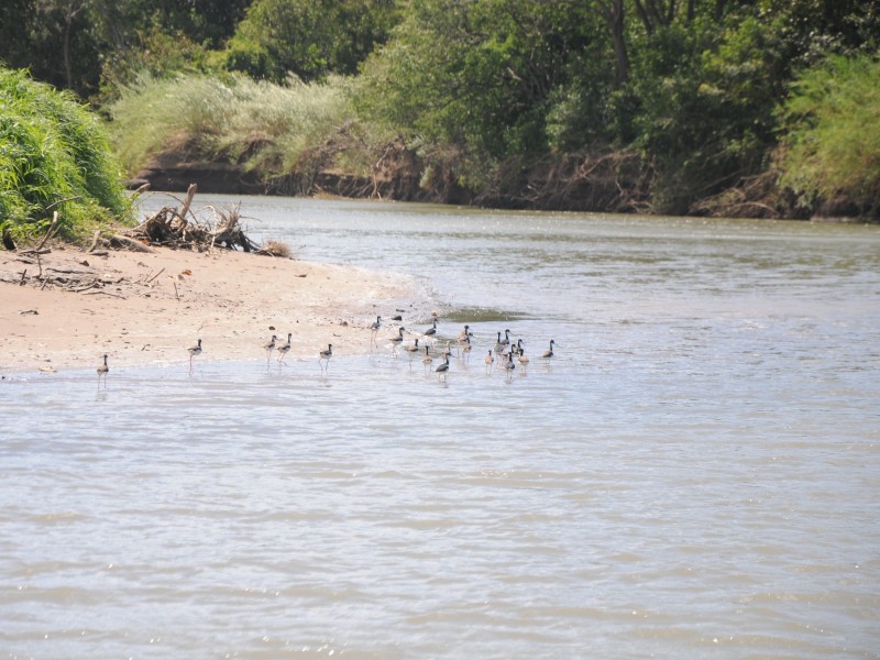 Tempisque River