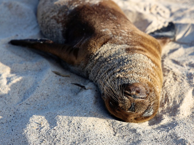 Galapagos Seebär Baby auf Santa Fe
