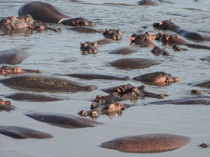 Serengeti National Park Game Drive