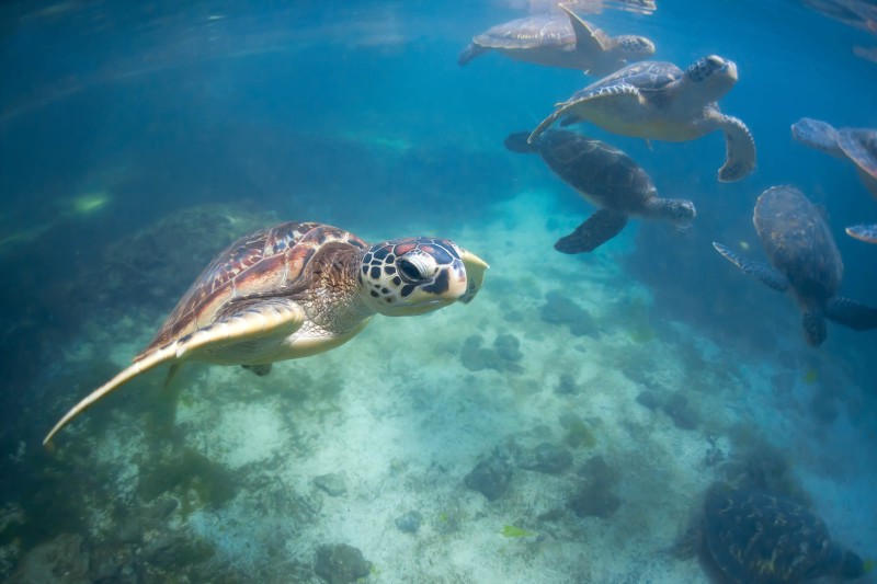 Nungwi Turtle Aquarium in Zanzibar