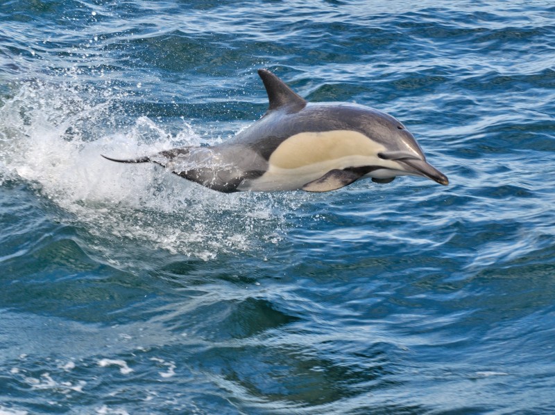 South Africa - Dolphin