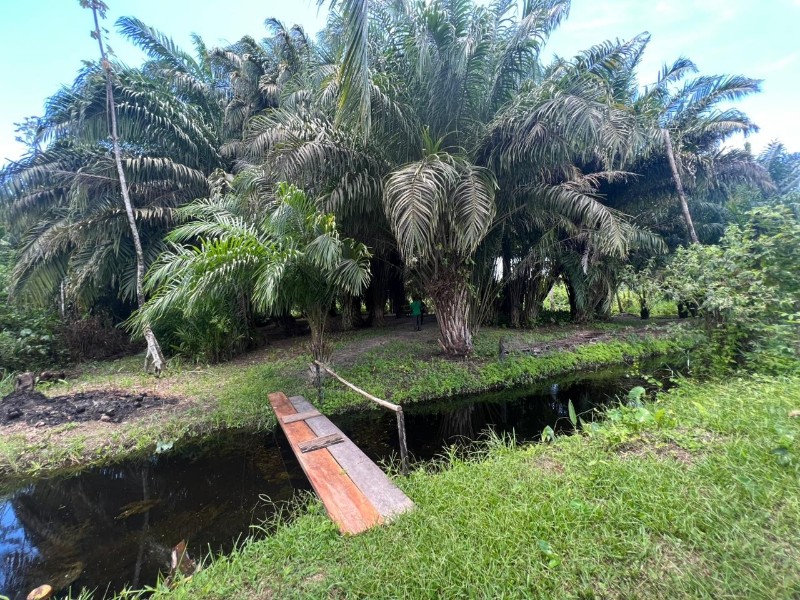 Palm Plantation with Small Bridge