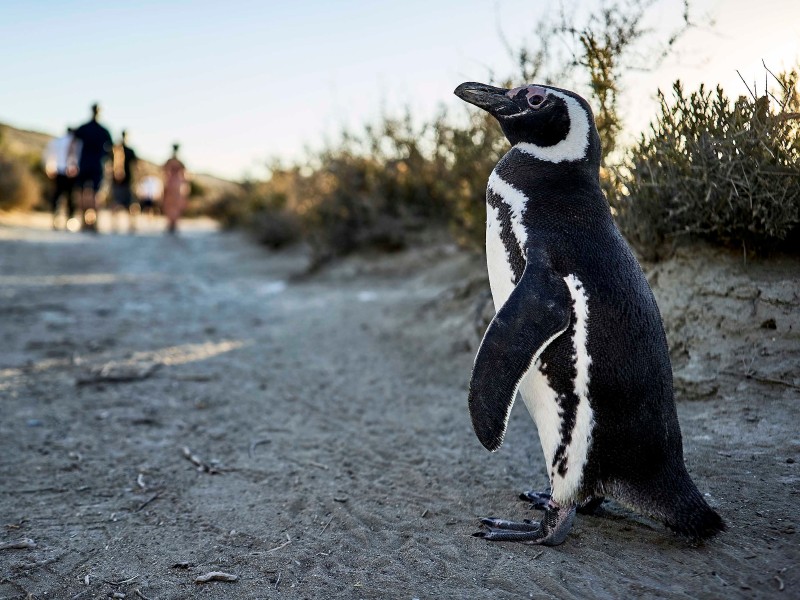 El Pedral Ausflug Pinguine