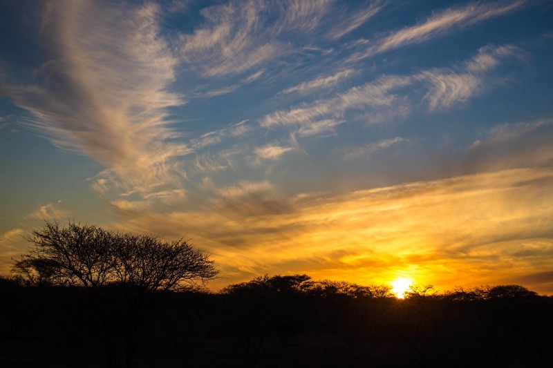Night Game Drives