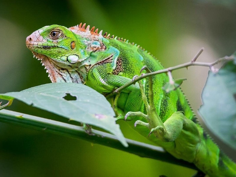 Manuel Antonio Park Nature Guided